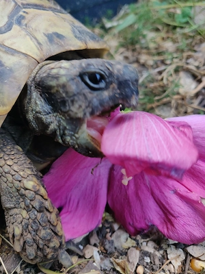 Verkaufe Landschildkröten Testudo hermanni 2003 Weibchen 2003