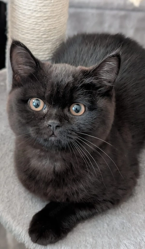 BKH kitten in Dark chocolate 