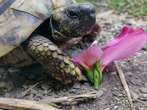 Verkaufe griechische Landschildkröten 2003 Weiblich