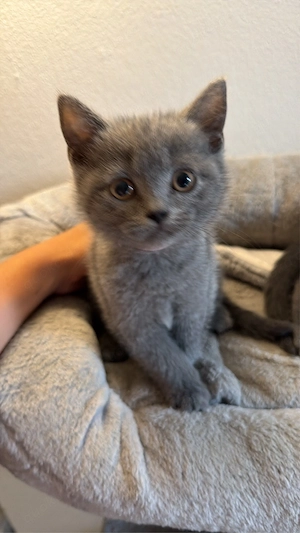 Britisch kurzhaar kitten 