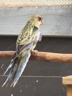 2 Rosella Sittiche