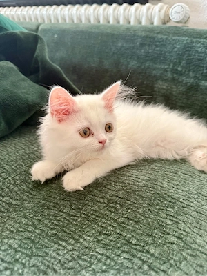 Perser Kitten ab sofort abzugeben