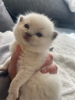 BKH BLH Point Blue Kitten