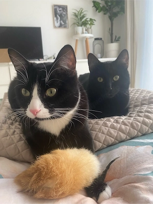 Geschwister suchen neues Zuhause    