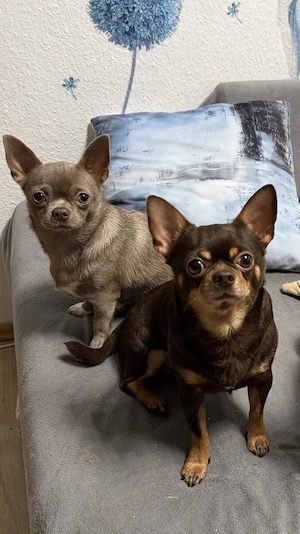Chihuahua-Welpen zur Reservieru