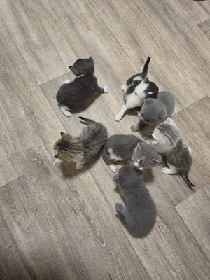 Kleine katzen bkh mix  suchen  ihr traumschloss 