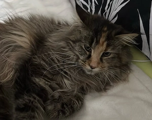 Maine Coon, weiblich 