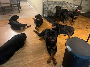  Deutsche Rottweiler-Welpen zur Adoption 