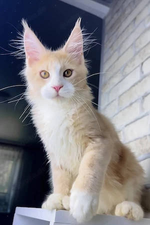 7 wunderschöne, geimpfte Maine-Coon-Kätzchen mit Stammbaum (3 Monate 3 Wochen)   