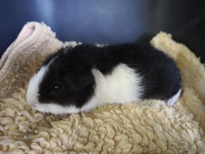Ganz liebe männliche Meerschweinchen Babys 