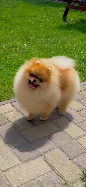 Pomeranian   Zwergspitz Deckrüde   Teddy Typ