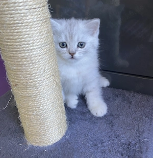 Liebevolle British-Kurzhaar-Kitten suchen ein neues Zuhause