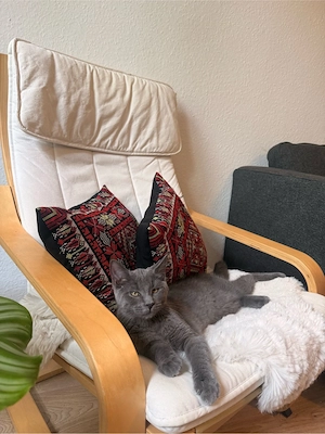 Maine-Coon-Mix Kitten suchen ein liebevolles Zuhause