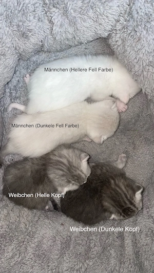 Brisch Kurzer kitten zum verkaufen 