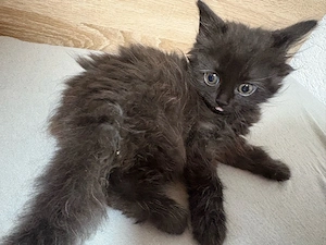 Katzen Babys 5 stück 
