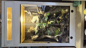 Malachit Stachelleguan Paar mit Terrarium