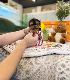 Dieses bezaubernde kleine Mädchen ist bereit, in ihre neue Familie zu kommen.