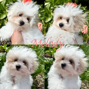 Zuckersüße, kleinbleibende Maltipoo-Welpen