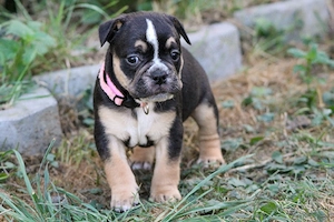 Bulldoggen Alternativ Welpen 