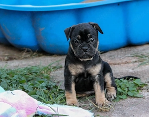 Bulldoggen Alternativ Welpen 