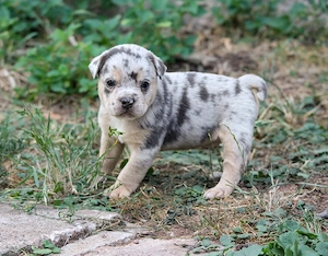 Bulldoggen Alternativ Welpen 