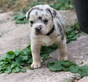 Bulldogge Alternativ Welpen 