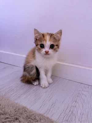 Kitten ab September abzugeben ab 6.9 !!