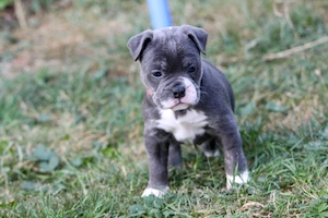 Bulldogge Alternativ Welpen suchen ihre Traum Familie    