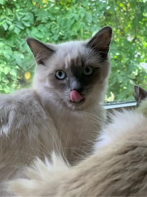 Reinrassige Ragdoll blue mitted blaue Augen 