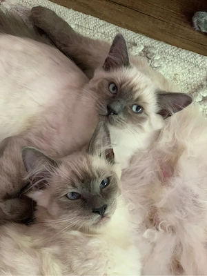 Reinrassige Ragdoll Kitten typvoll blue mitted blaue Augen