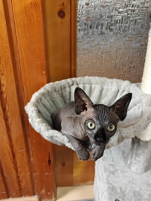 Canadian Sphynx Mädchen 