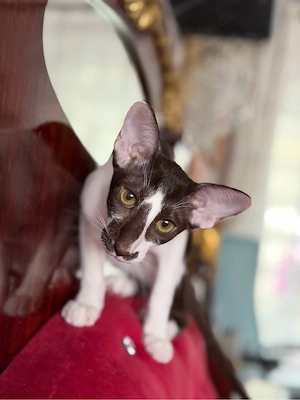 Orientalische kurzhaar Kitten mit Stammbaum