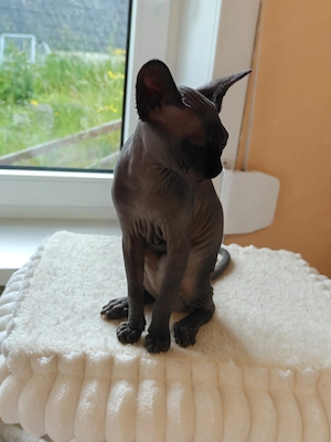 Canadian Sphynx Mädchen 