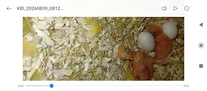 Rosenköpfchen zu verkaufen (handzahm)