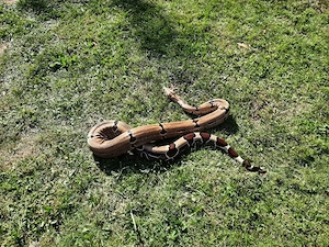 Boas abzugeben  Bild 2