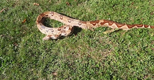 Boas abzugeben 