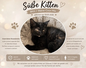 Wunderschönes BKH - Maine Coon Mädchen 3-Farbig (Glückskatze)