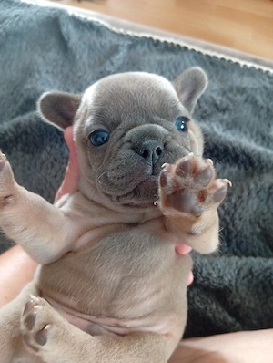 Französiche Bulldogge Welpen Freiatmend