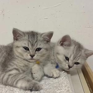 Wunderschöne BKH kitten abgabebereit