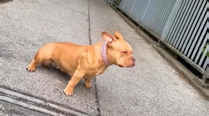 American pocket bully hündin zu verkaufen 