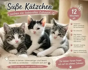 3 süsse kätzchen suchen ein zu hause 