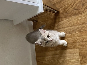 Bkh Mix Kitten