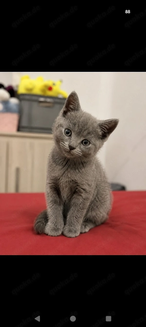 BKH kitten in Blue 