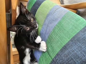 Letzter Kitten 