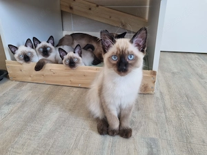 Siam Kitten reinrassig
