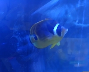 Mondsichel Falterfisch