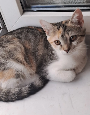 Katze " Zinja " kastriert