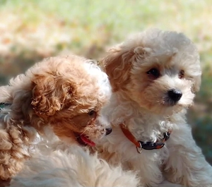 Poochon  Bichon- frise  Toypudel Welpen