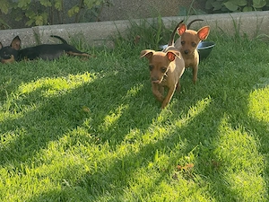 Zwergpinscher Babys
