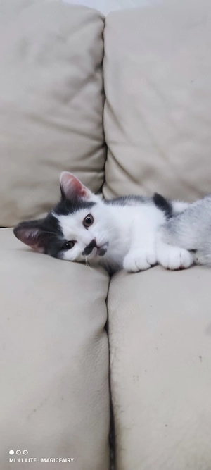 BKH Kitten 